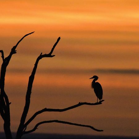 Madikwe River Lodge By Dream Resorts マディクウェ野生保護区 エクステリア 写真