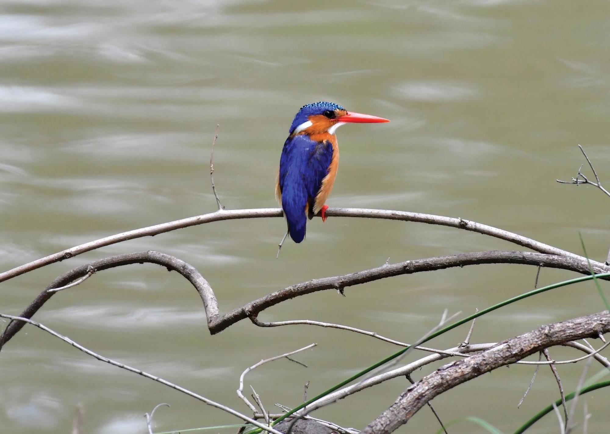 Madikwe River Lodge By Dream Resorts マディクウェ野生保護区 エクステリア 写真