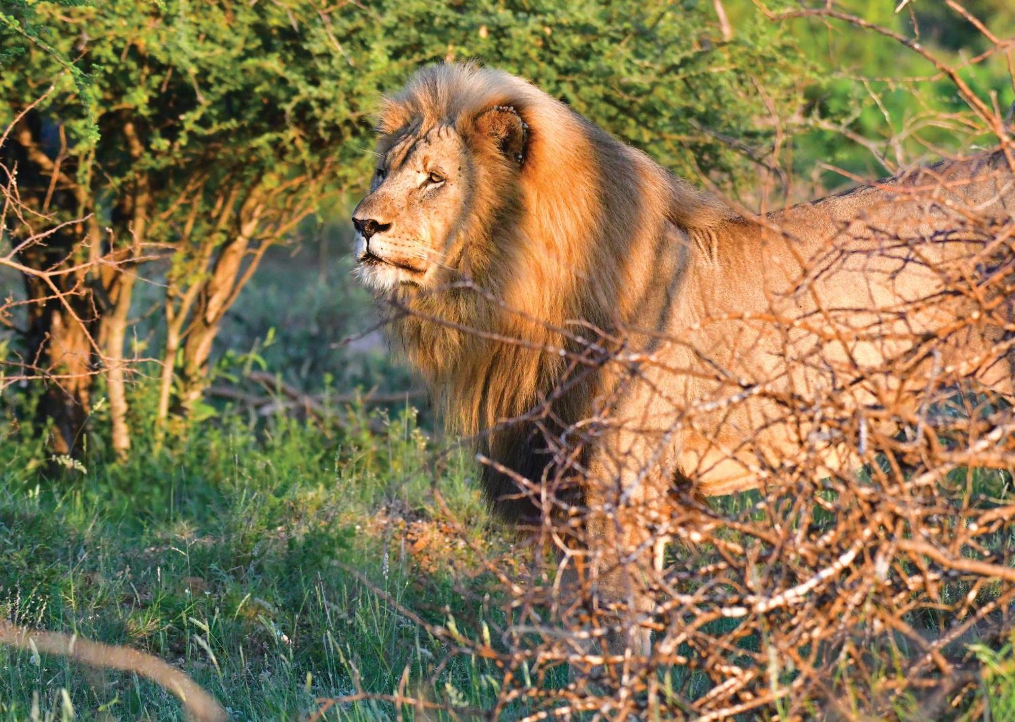 Madikwe River Lodge By Dream Resorts マディクウェ野生保護区 エクステリア 写真