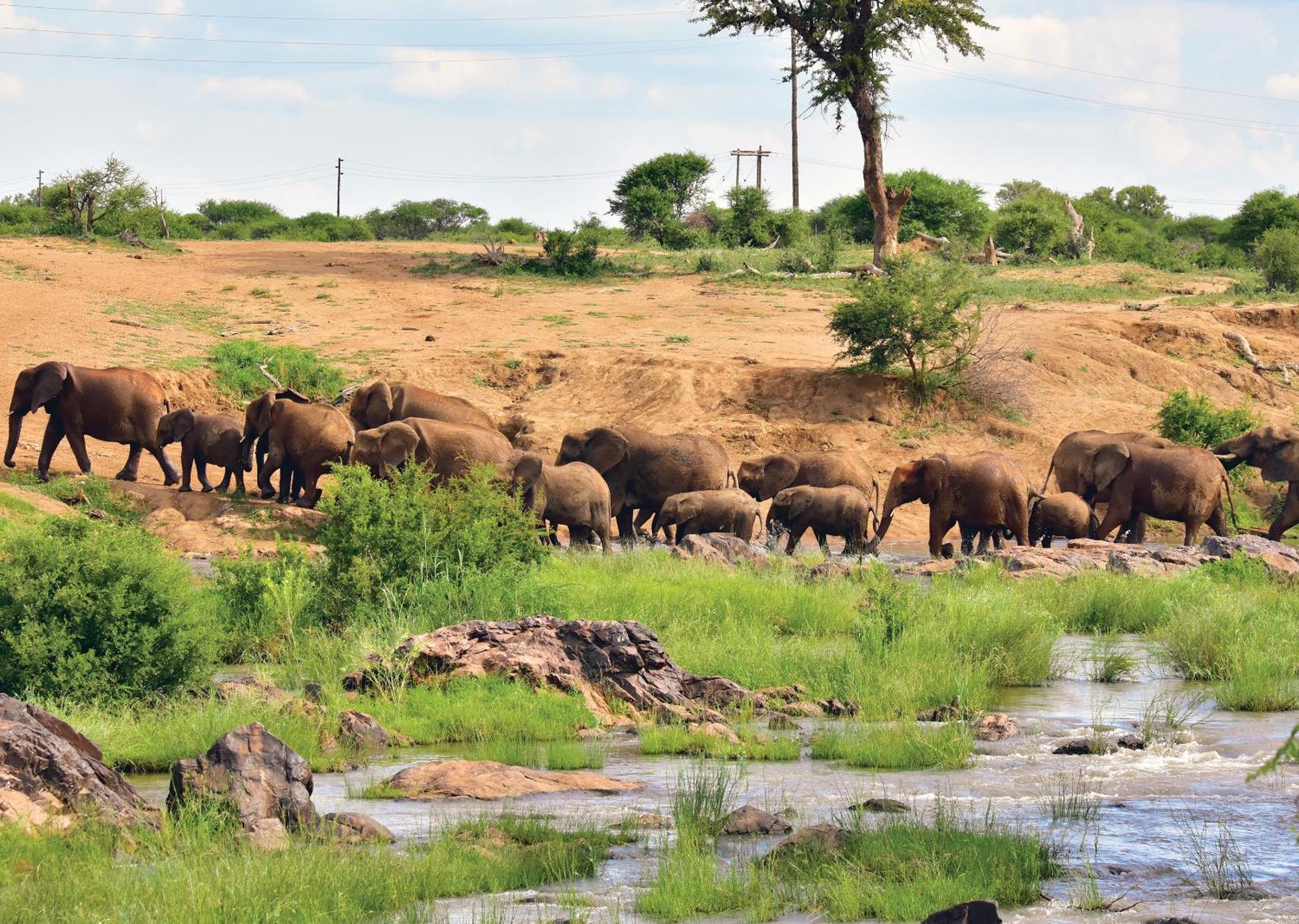 Madikwe River Lodge By Dream Resorts マディクウェ野生保護区 エクステリア 写真