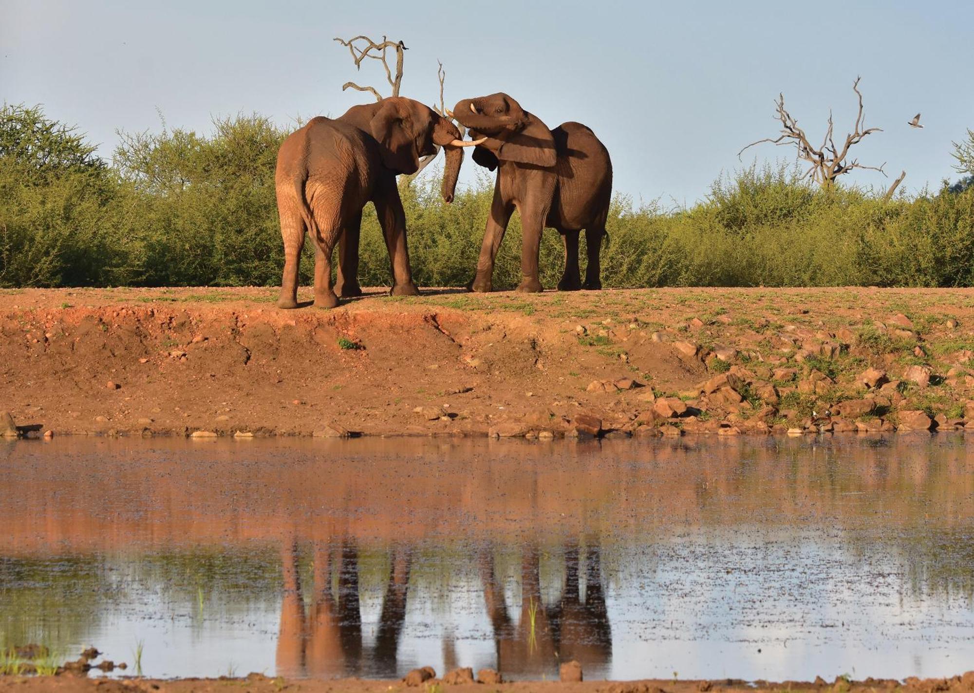 Madikwe River Lodge By Dream Resorts マディクウェ野生保護区 エクステリア 写真