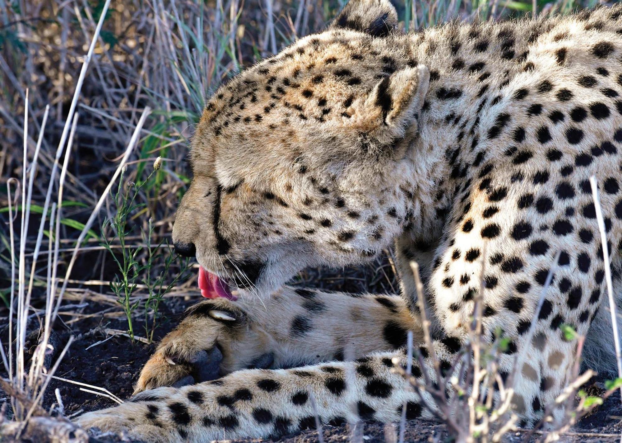 Madikwe River Lodge By Dream Resorts マディクウェ野生保護区 エクステリア 写真