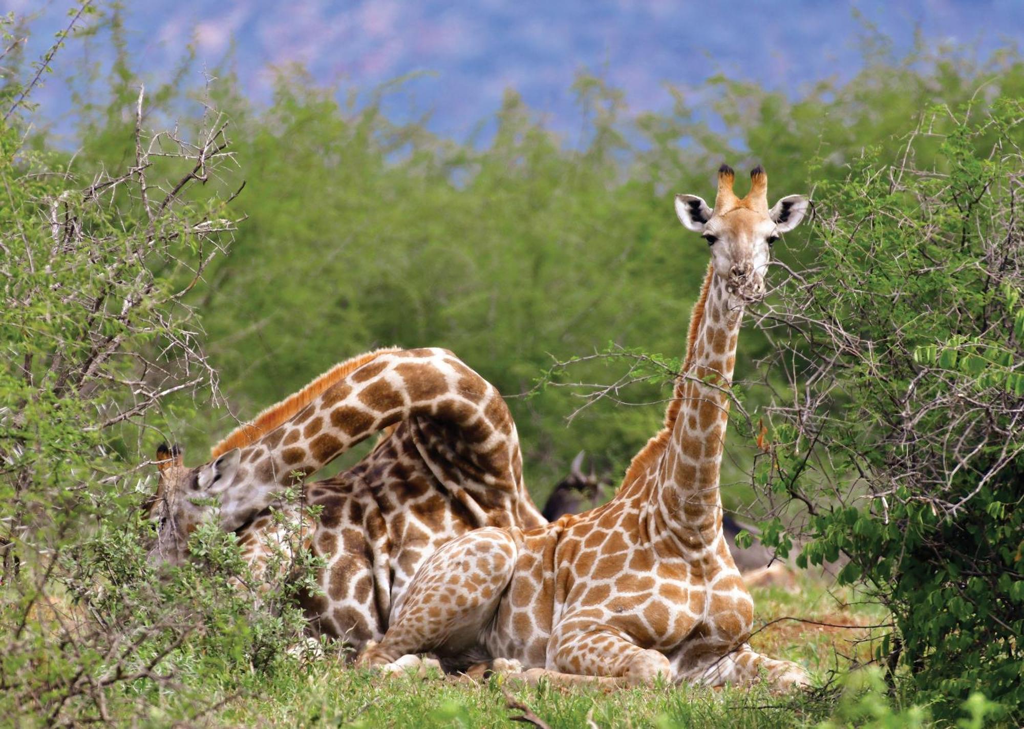 Madikwe River Lodge By Dream Resorts マディクウェ野生保護区 エクステリア 写真