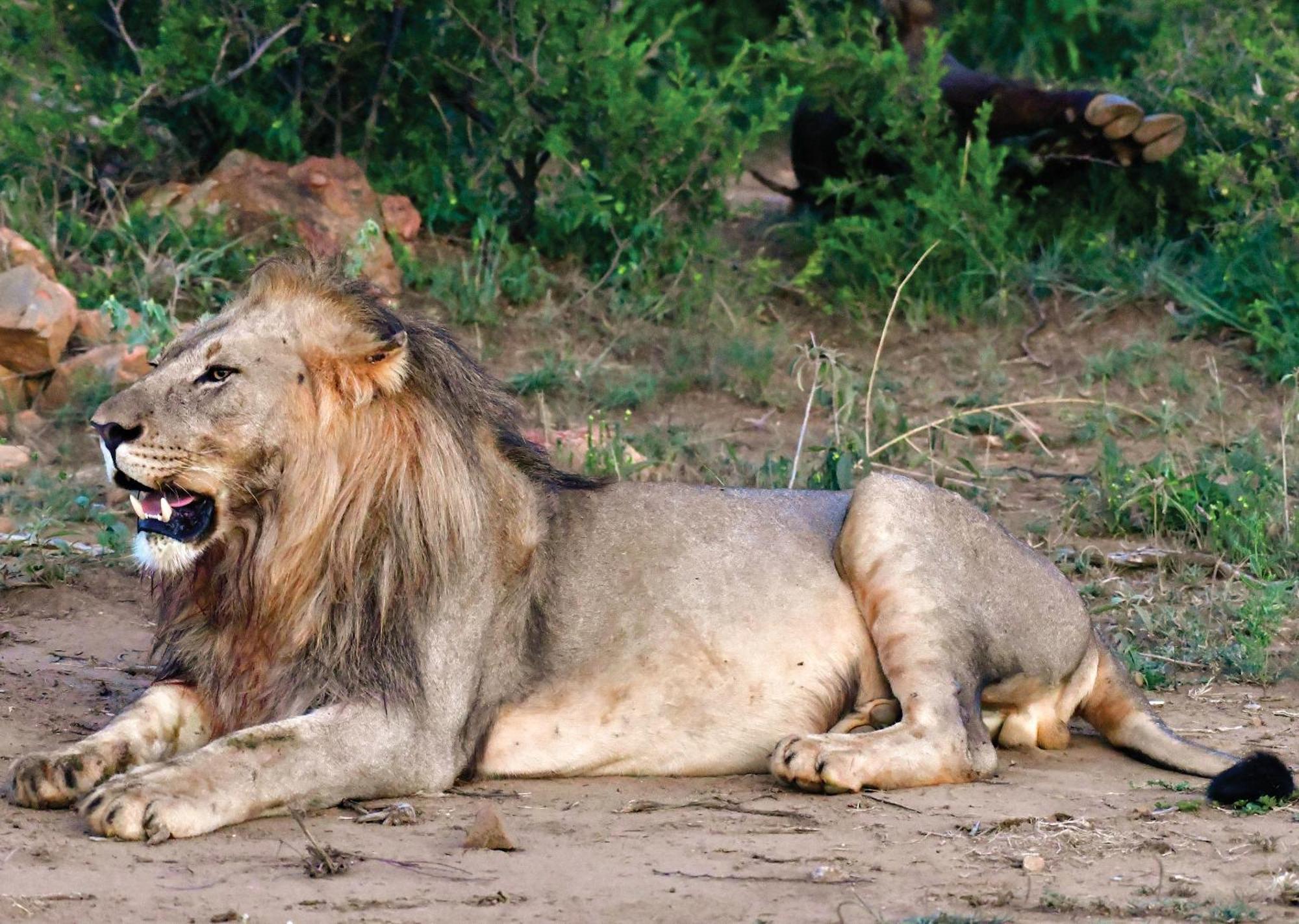Madikwe River Lodge By Dream Resorts マディクウェ野生保護区 エクステリア 写真