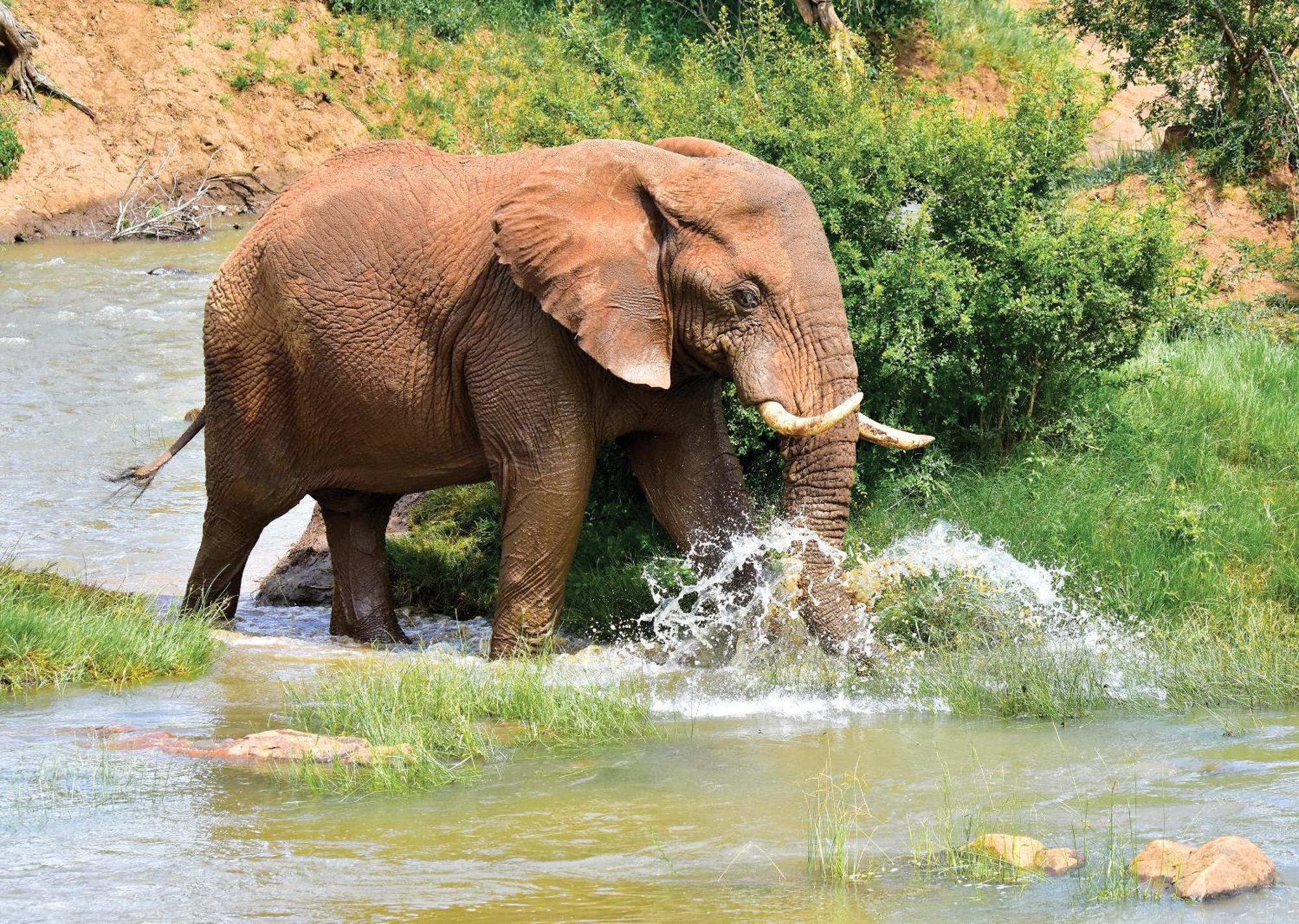Madikwe River Lodge By Dream Resorts マディクウェ野生保護区 エクステリア 写真