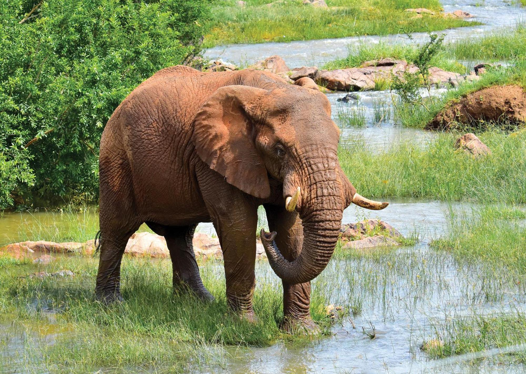 Madikwe River Lodge By Dream Resorts マディクウェ野生保護区 エクステリア 写真