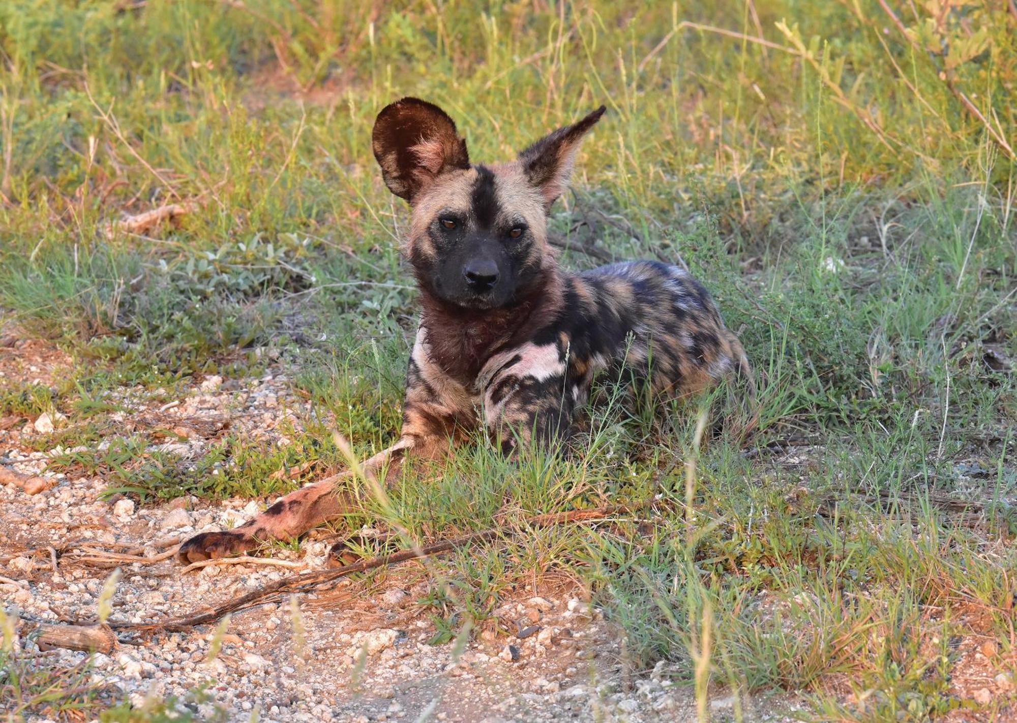 Madikwe River Lodge By Dream Resorts マディクウェ野生保護区 エクステリア 写真