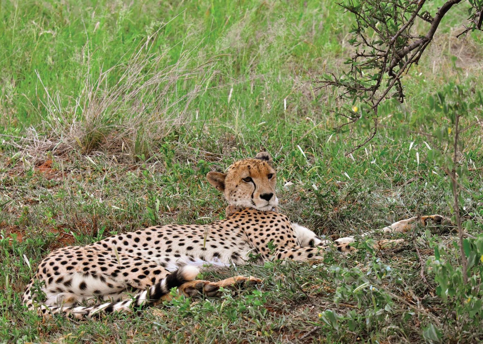 Madikwe River Lodge By Dream Resorts マディクウェ野生保護区 エクステリア 写真