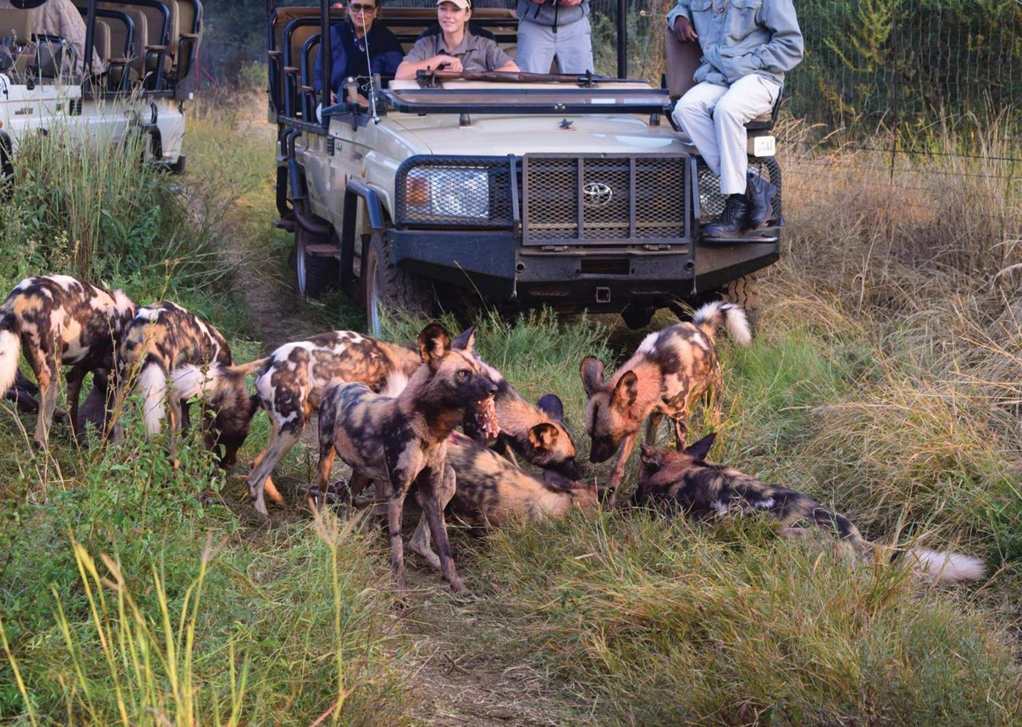 Madikwe River Lodge By Dream Resorts マディクウェ野生保護区 エクステリア 写真