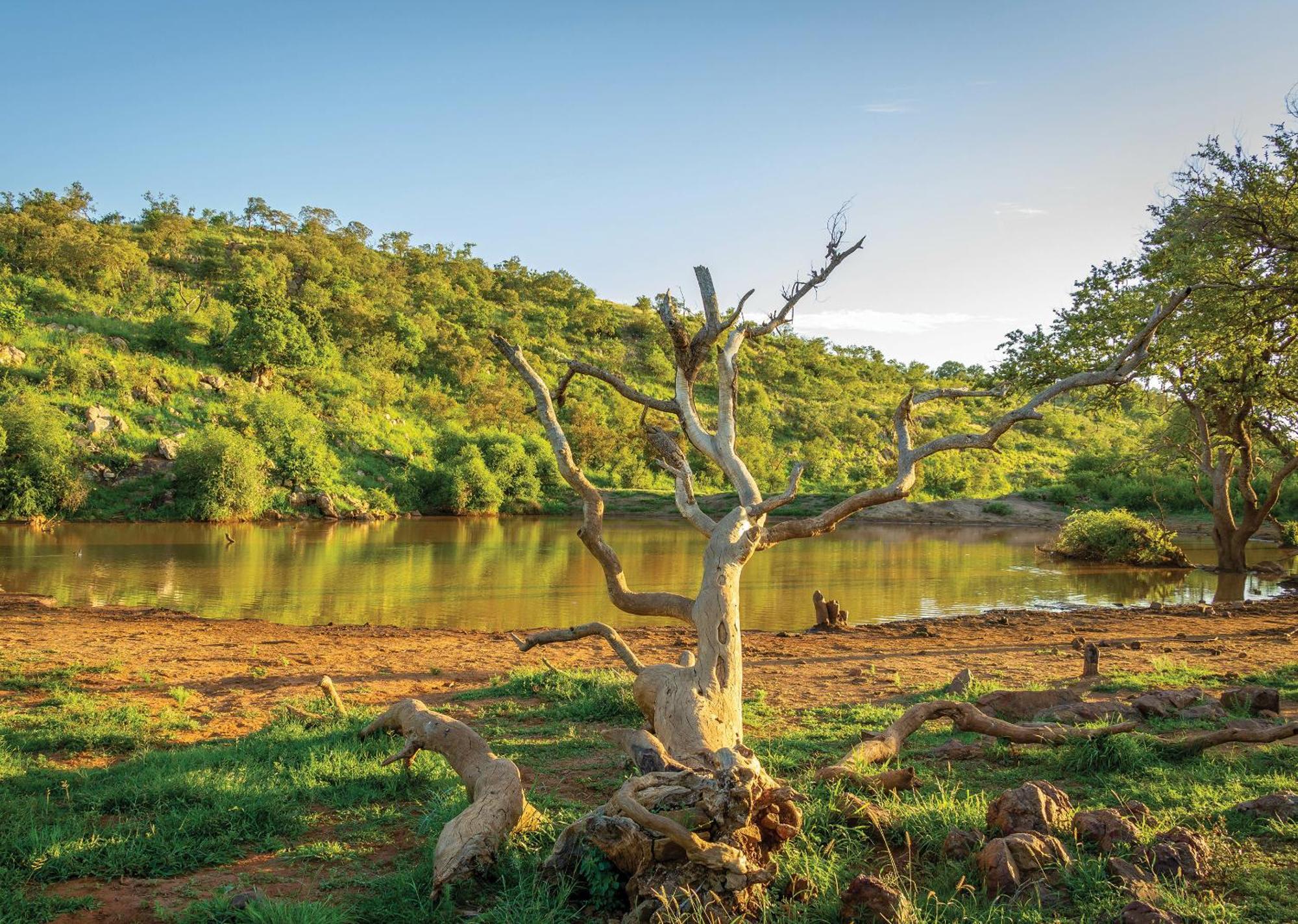 Madikwe River Lodge By Dream Resorts マディクウェ野生保護区 エクステリア 写真